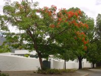 Baum vor Cypress Cottage