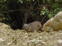 Dassie.