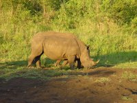 Nashorn