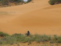 Baboon in dem National Park.