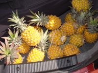 Ananas fr 10 Rand!