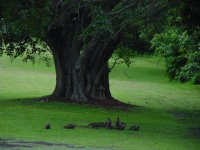 Umdoni Golf mit Meerkatten