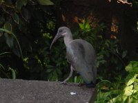 Ibis.