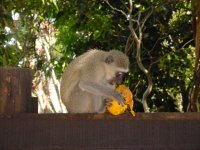 Selborne Lodge Affen.Ich habe Ihn einen Mango gegeben.