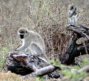 Grne Meerkatzen, Mutter und Kind