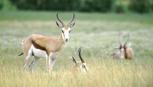 Springböcke im Gras