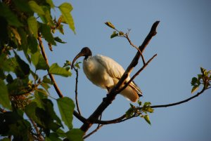 Weet niet meer hoe deze vogel heet. Is erg groot.