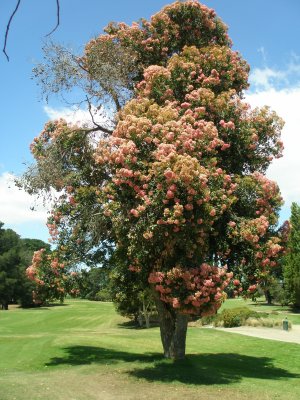 Baum auf dem Golfplatz / boom op de golfbaan / tree on the golfcourse