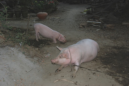DSC_0068.JPG