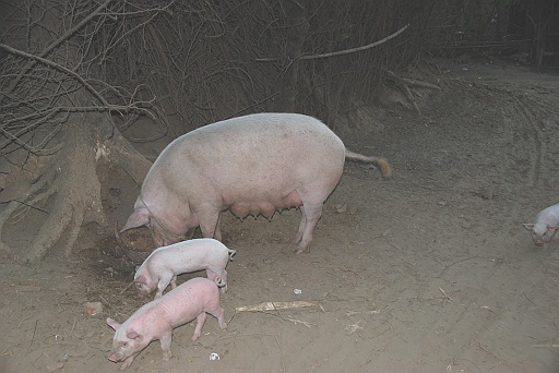 DSC_0074.JPG