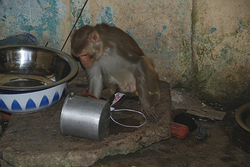 DSC_0206.JPG - Monkey life.