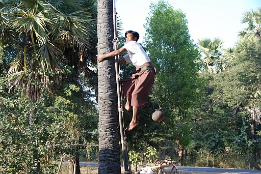 DSC_0226.JPG - This mans climbs on top of the palm tree in seconds.