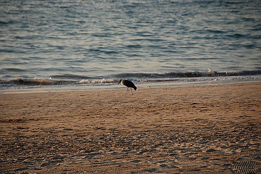 DSC_0130.JPG - He is completely alone.